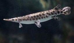 鳄雀鳝最新爆料图片视频,最新图片视频揭秘神秘生物